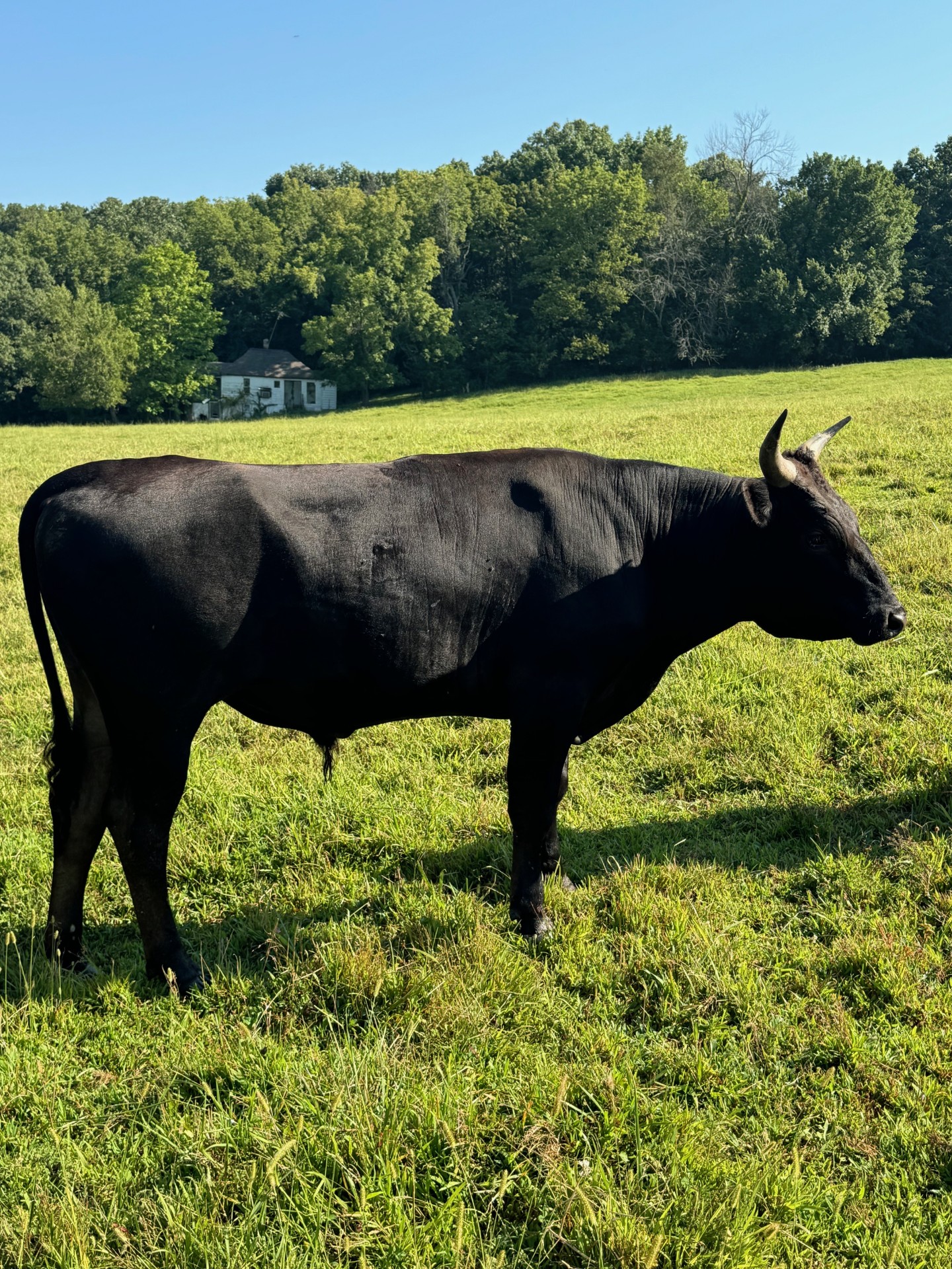 Fullblood Wagyu BULLS, top marbling genetics